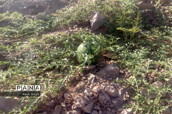 هندوانه دیمی