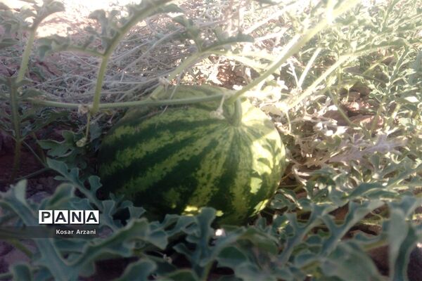 هندوانه دیمی