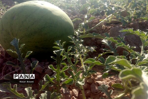 هندوانه دیمی