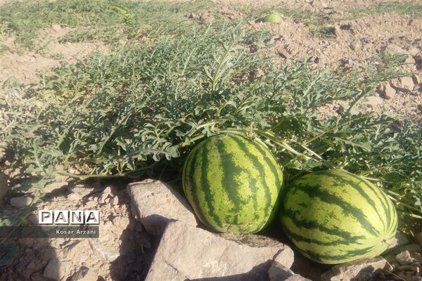 هندوانه دیمی