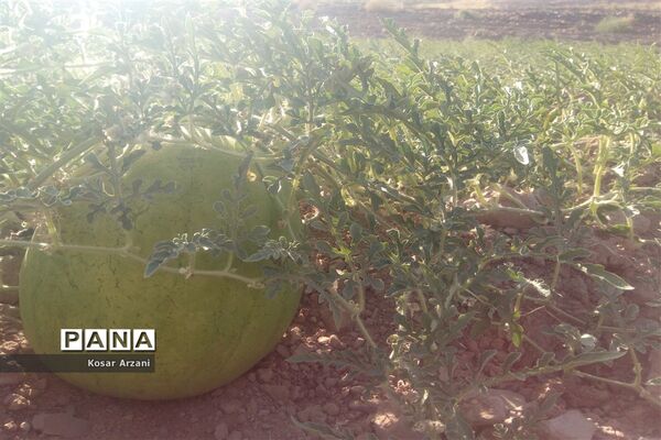 هندوانه دیمی