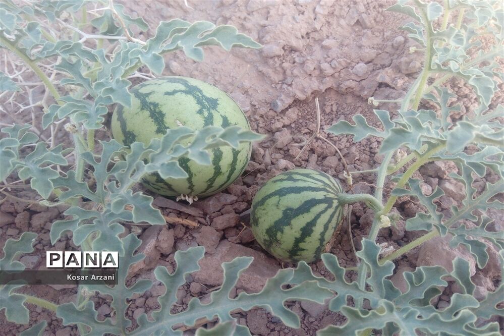 هندوانه دیمی