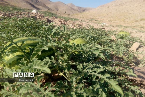 هندوانه دیمی