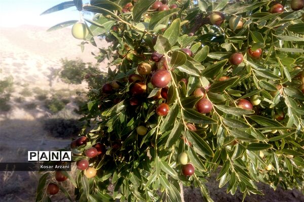 عناب تازه و شیرین