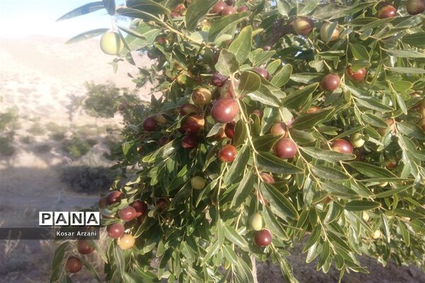 عناب تازه و شیرین