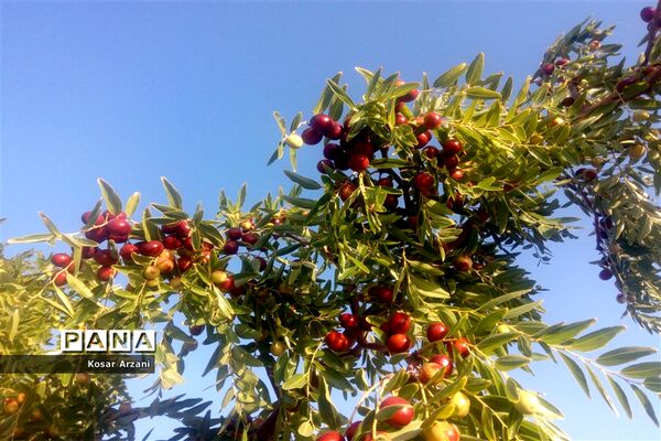 عناب تازه و شیرین