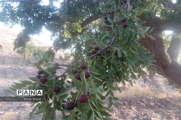 عناب تازه و شیرین