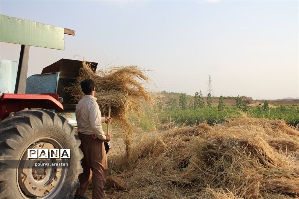 خرمن کوبی گندم درشهرخوسف  خراسان جنوبی