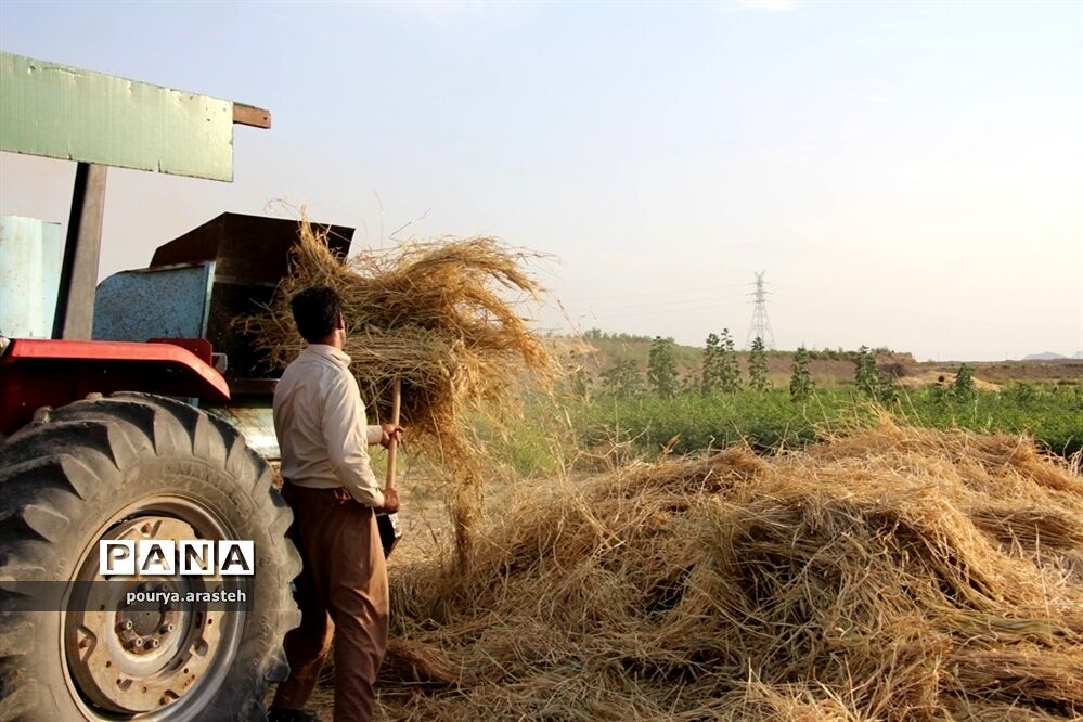 خرمن کوبی گندم درشهرخوسف  خراسان جنوبی