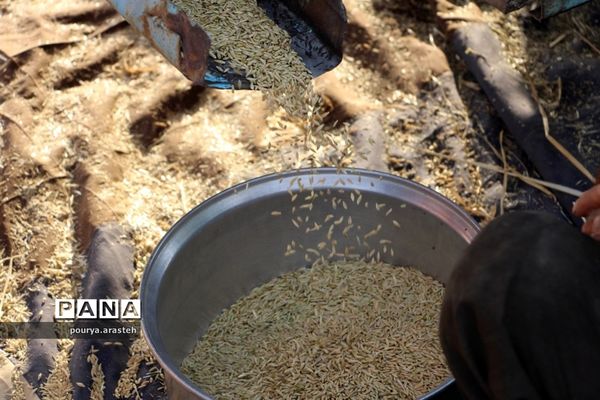 خرمن کوبی گندم درشهرخوسف  خراسان جنوبی