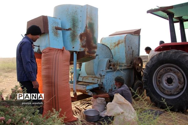 خرمن کوبی گندم درشهرخوسف  خراسان جنوبی