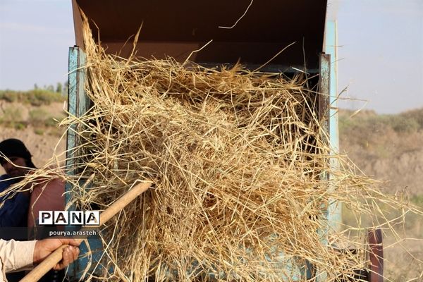 خرمن کوبی گندم درشهرخوسف  خراسان جنوبی