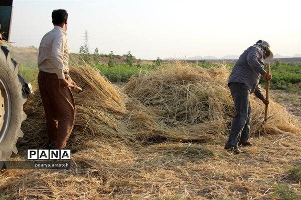 خرمن کوبی گندم درشهرخوسف  خراسان جنوبی