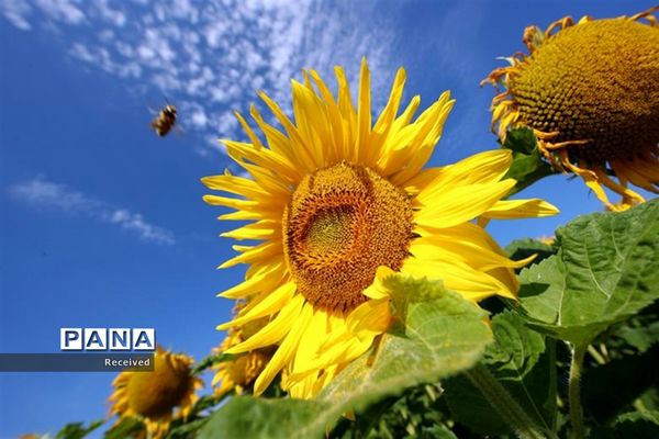 مزرعه آفتابگردان