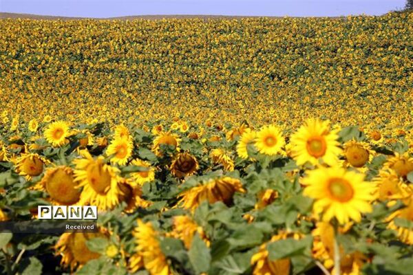 مزرعه آفتابگردان