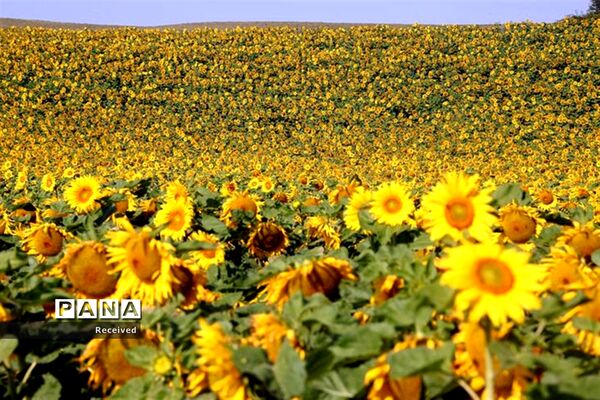 مزرعه آفتابگردان