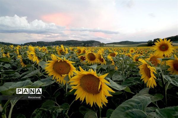 مزرعه آفتابگردان