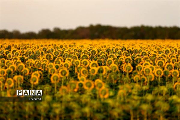 مزرعه آفتابگردان