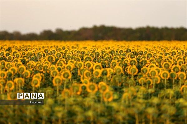 مزرعه آفتابگردان