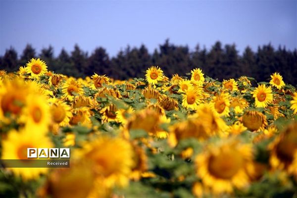 مزرعه آفتابگردان