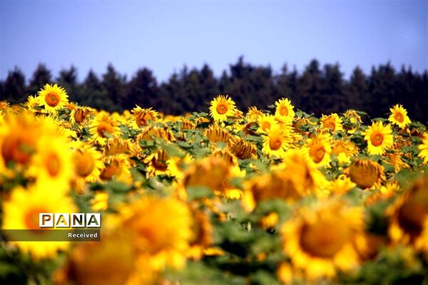 مزرعه آفتابگردان