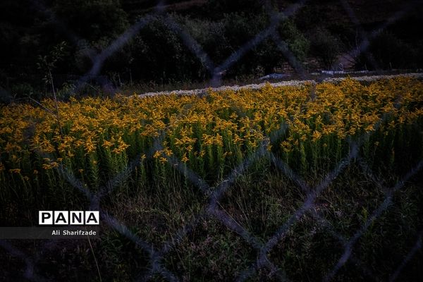 سفر به منطقه کوهستانی  البرز مرکزی