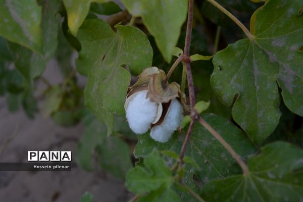 رسیدن پنبه در شهرستان خوسف