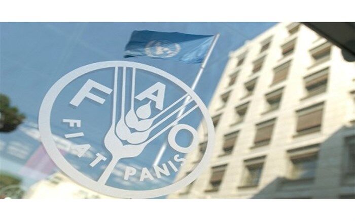 تداوم روند افزایش قیمت جهانی مواد غذایی