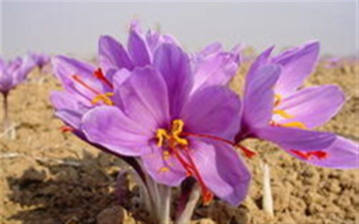 رشیدی:‌ بازاریابی و پیشرفت صنایع تبدیلی، جایگاه زعفران ایران را در دنیا تقویت می‌کند