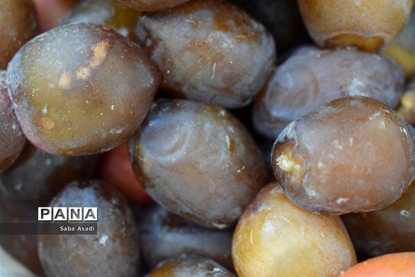 آغاز برداشت محصول رطب و خرمای نخلستان‌های  گله‌دار