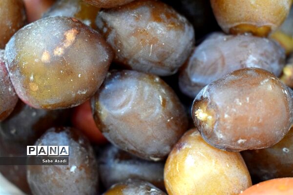 آغاز برداشت محصول رطب و خرمای نخلستان‌های  گله‌دار