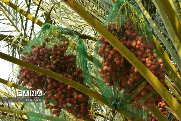 آغاز برداشت محصول رطب و خرمای نخلستان‌های  گله‌دار