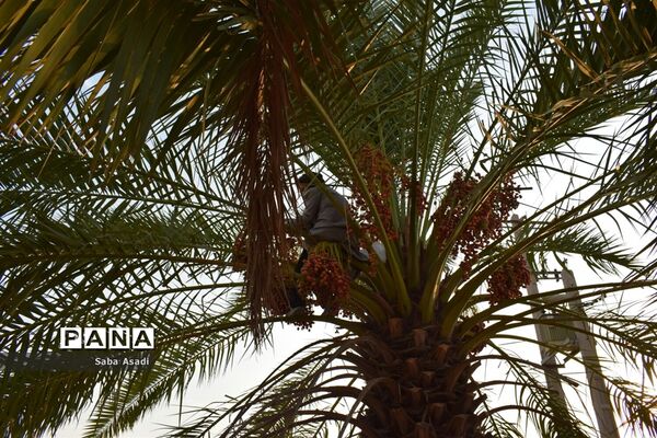 آغاز برداشت محصول رطب و خرمای نخلستان‌های  گله‌دار