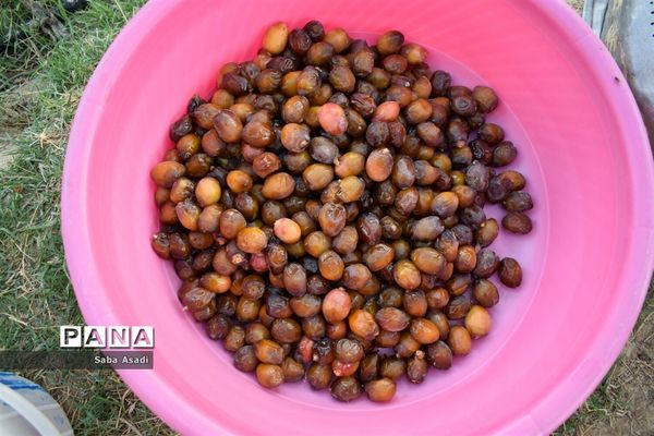 آغاز برداشت محصول رطب و خرمای نخلستان‌های  گله‌دار