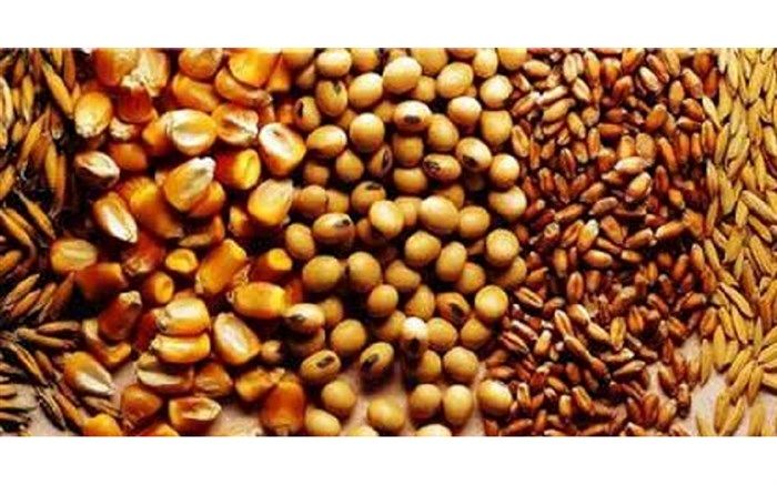 عرضه گسترده نهاده‌های دامی از امروز در سراسر کشور آغاز می‌شود