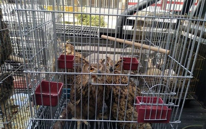 آگهی فروش، متخلفان زیست محیطی را به دام انداخت