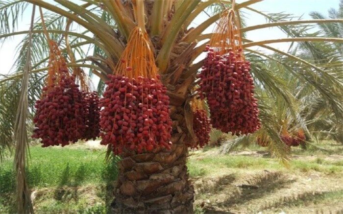پیش بینی برداشت بیش از 23 هزار تن خرما از نخلستان‌های سیب و سوران
