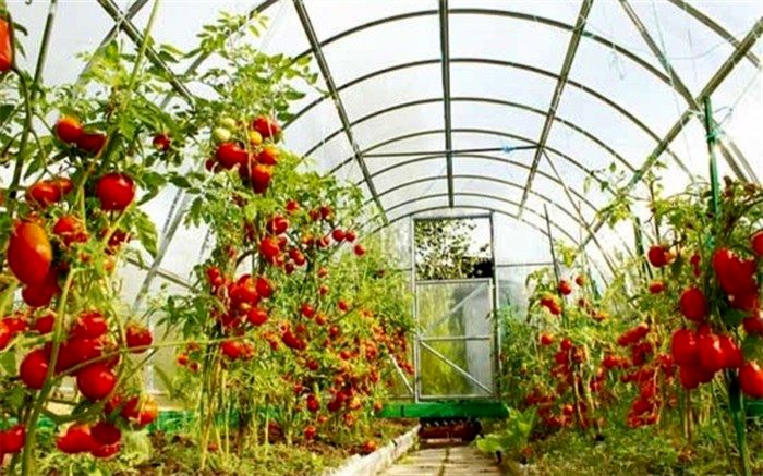 احداث 310 هکتار گلخانه در شهرستان پارس آباد