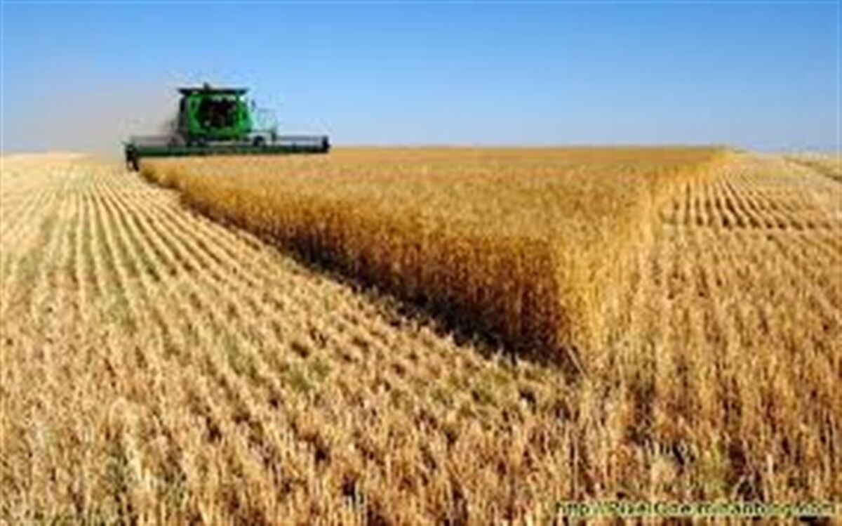 افزایش ۱۸ درصدی خرید گندم در آذربایجان شرقی