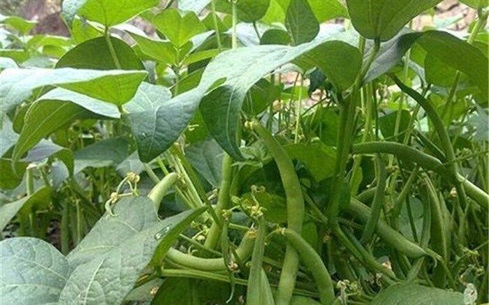 کشت دوم در ۱۳۵ هزار هکتار شالیزارهای گیلان آغاز شد