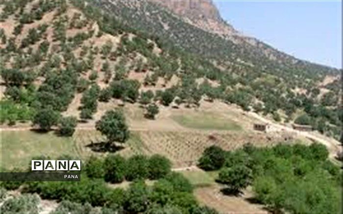 جنگل‌کاری اقتصادی و زراعت چوب در ۹۵۰ هکتار اجرا می شود