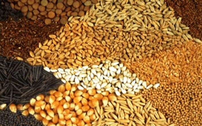 افزایش ۲۳ درصدی واردات ذرت در شش ماه ابتدایی سال