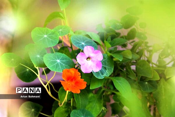 باغ موزه گیاهان دارویی و معطر استان زنجان