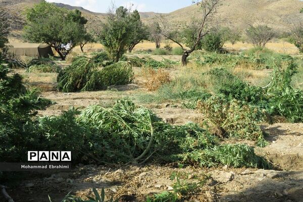 کشف مزرعه شاهدانه توسط سربازان گمنان امام زمان (عج) در سپاه ناحیه سمنان