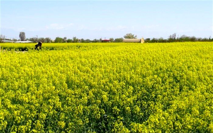 کشت پاییزه کلزا در سیستان و بلوچستان آغاز شد