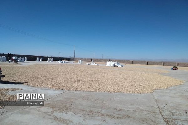 برداشت پسته در قطب پسته استان فارس، نی‌ریز