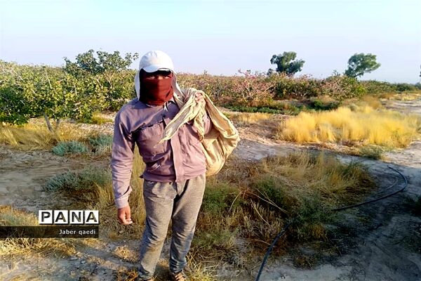برداشت پسته در قطب پسته استان فارس، نی‌ریز