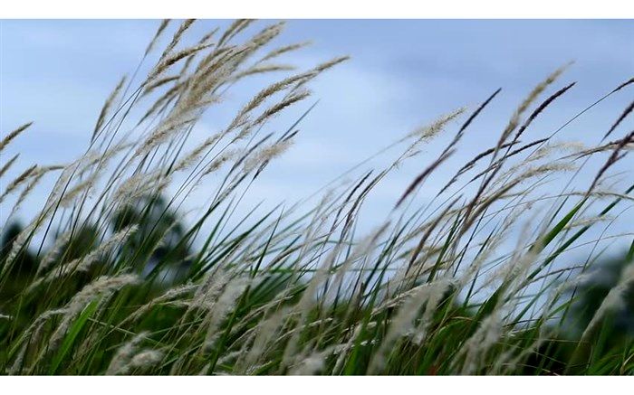 دمای هوای مازندران در روزهای آینده کاهش می‌یابد