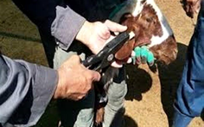 پلاک‌کوبی و هویت‌گذاری بیش از 315 هزار راس دام سبک در استان فارس
