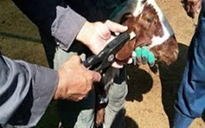 پلاک‌کوبی و هویت‌گذاری بیش از 315 هزار راس دام سبک در استان فارس